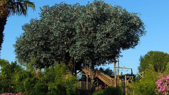 La Cabane des Robinson